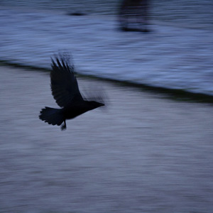 Alassane - Dialogues en photographie