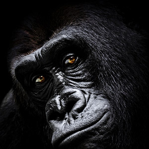 Les singes aussi s’ennuient le dimanche