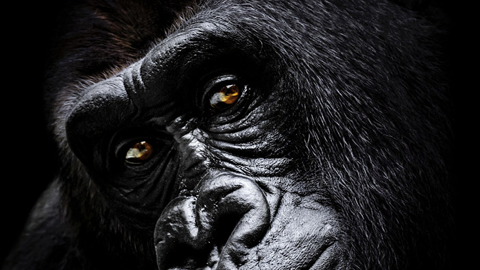 Les singes aussi s’ennuient le dimanche