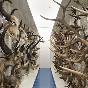 Réserves d'ostéologie du musée des Confluences 