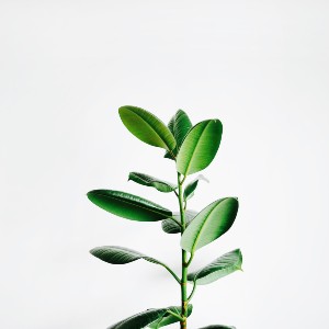 Qu'est-ce qu'une plante ?