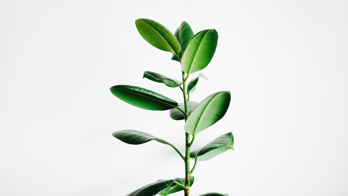 Qu'est-ce qu'une plante ?
