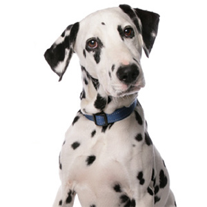 Dalmatien